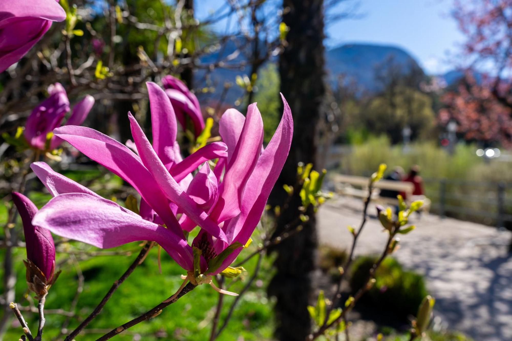 Appartamento Ausblick Kleinjuwel Mit Panoramablick + Garage Merano Esterno foto
